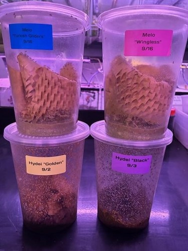 Flightless fruit fly - fruit, culture