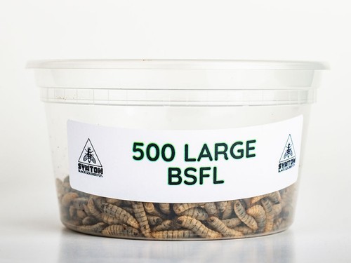 Reptile food live - reptile,