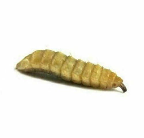 Black soldier fly larvae - larvae,